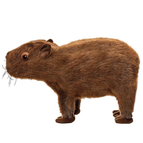 Kapibara 33cm, Bensia