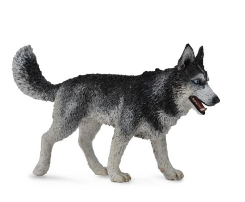 Pies Rasy Siberian Husky, Collecta