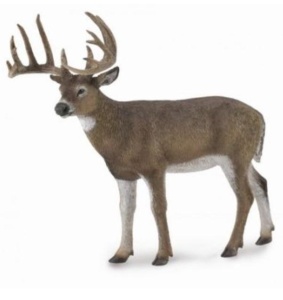 WHITE-TAILED DEER, COLLECTA