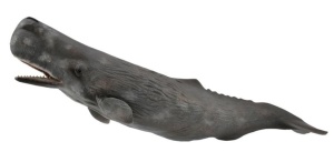 SPERM WHALE, COLLECTA