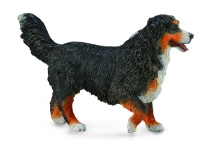 BERNEŃSKI PIES PASTERSKI, COLLECTA