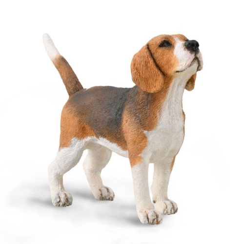 Pies beagle, Collecta