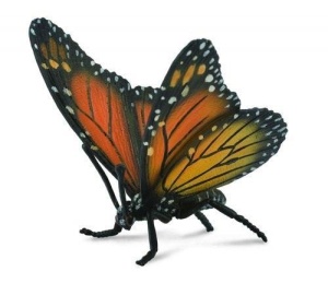 MOTYL KRÓLEWSKI, COLLECTA