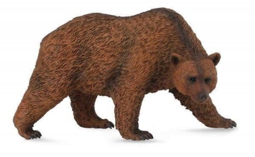 Niedźwiedź brunatny, Collecta