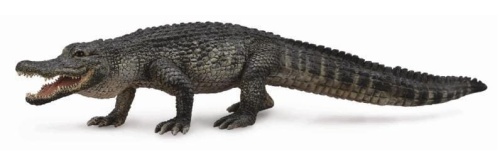 Aligator amerykański, Collecta