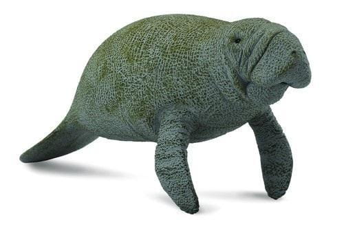 Słoń morski, Collecta