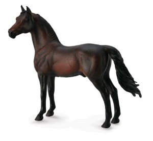 KOŃ MORGAN STALLION - BAY, COLLECTA