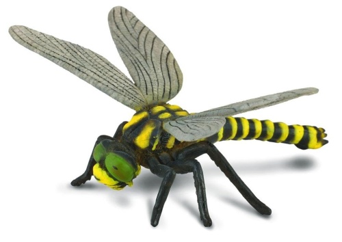 Ważka, Collecta