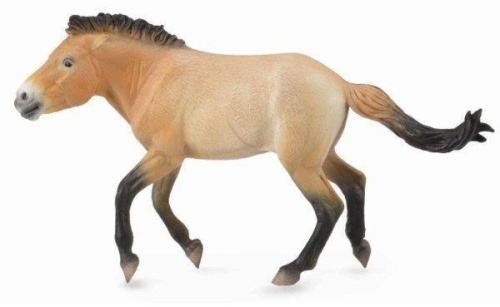 Ogier przewalski, Collecta
