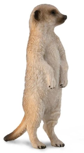 Surykatka szara, Collecta