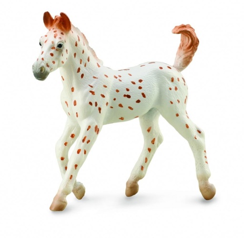Źrebię Knabstrupper, Collecta