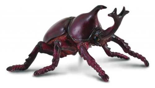 Rohatyniec nosorożec, Collecta