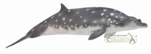Dziabowal Zwartopyski, Collecta