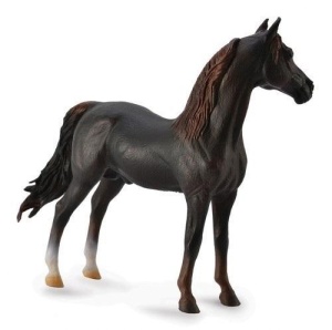 OGIER MORGAN STALLION MAŚCI KASZTANOWEJ, COLLECTA