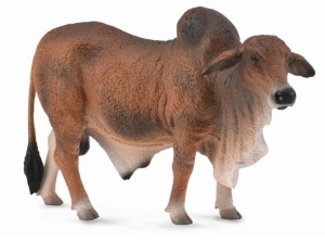 BYK CZERWONY BRAHMAN, COLLECTA