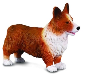 PIES IRLANDZKI CORGIE, COLLECTA