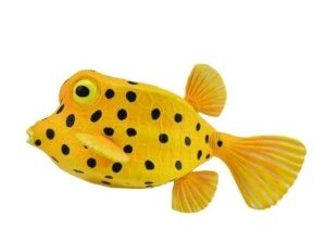 KOSTERA GRUZEŁKOWATA, COLLECTA
