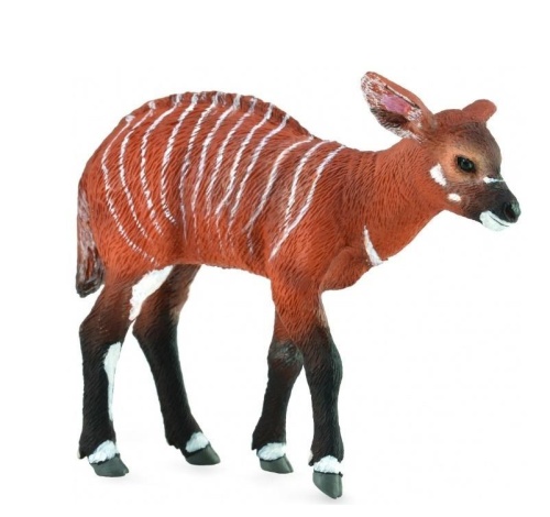 Krowa Bongo, Collecta