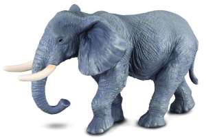 SŁOŃ AFRYKAŃSKI, COLLECTA