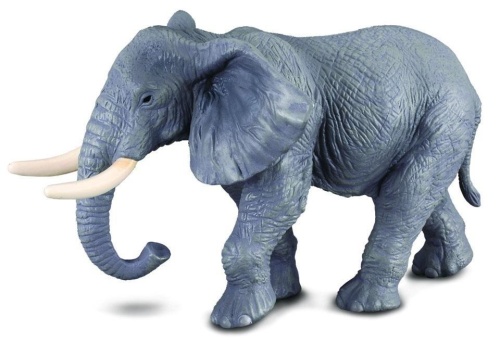 Słoń afrykański, Collecta