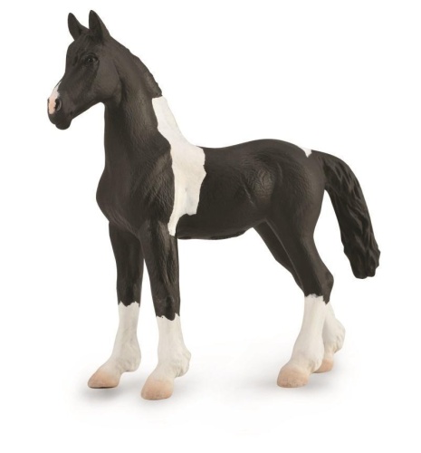 Źrebię Barcock Pinto, Collecta