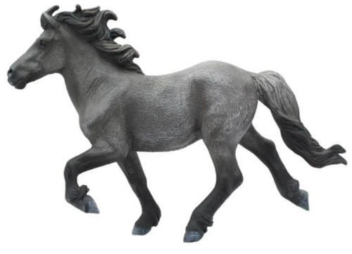 Koń Blue Dun Icelandis Staillion, Collecta