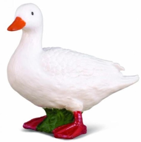 Kaczka biała, Collecta
