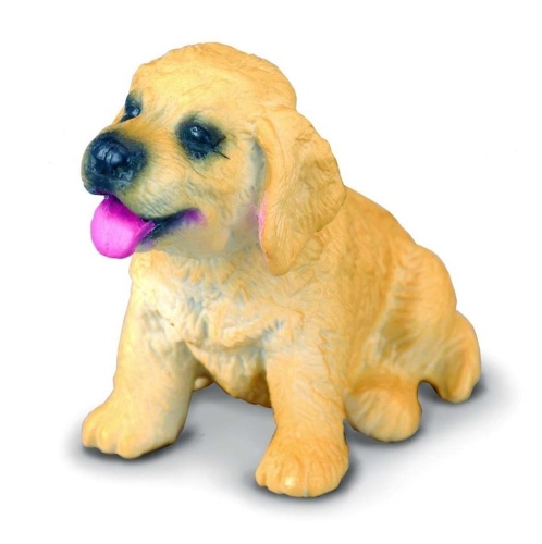 Pies golden retriever szczeniak, Collecta