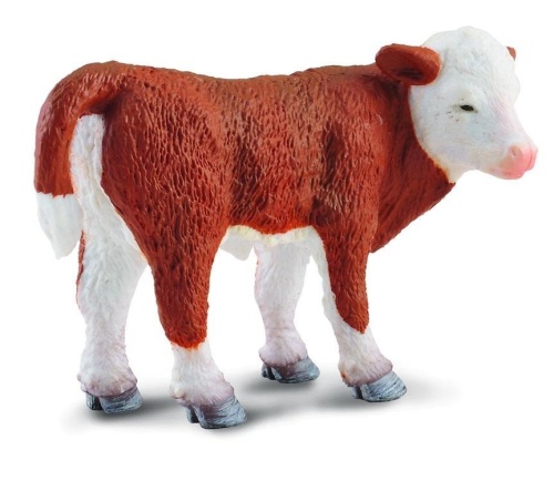 Cielę stojące rasy hereford, Collecta