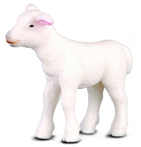 Jagnię stojące, Collecta