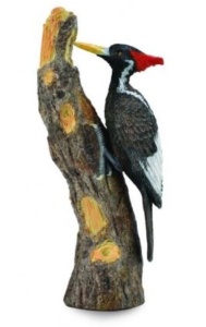 DZIĘCIOŁ WIELKODZIOBY, COLLECTA