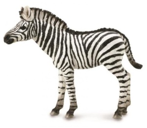 ZEBRA FOAL, COLLECTA