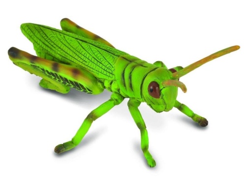 Konik polny, Collecta
