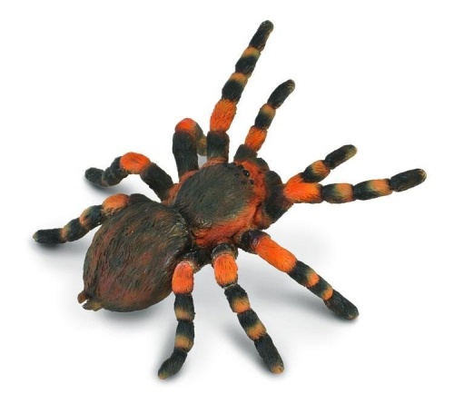 Ptasznik czerwonokolanowy, Collecta