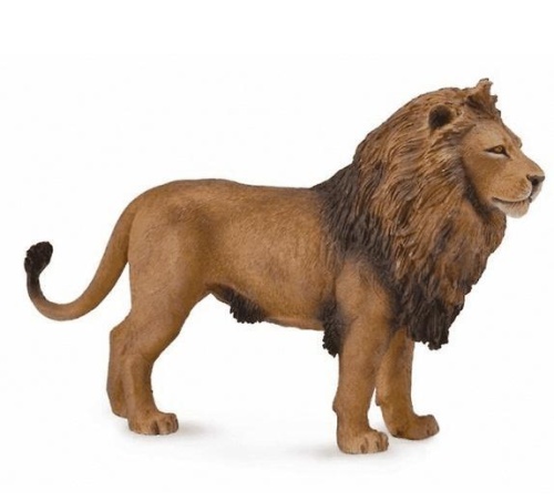 Lew afrykański, Collecta