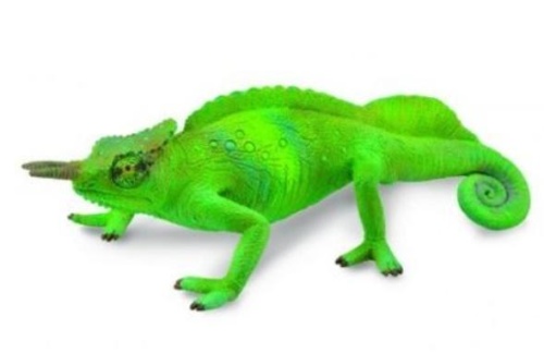 Kameleon górski, Collecta