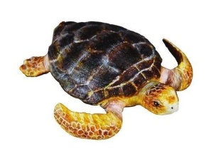 ŻÓŁW KARETTA, COLLECTA