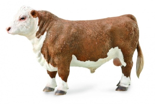 Byk hereford, Collecta
