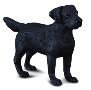 PIES LABRADOR, COLLECTA
