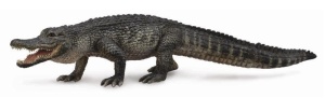 ALIGATOR AMERYKAŃSKI, COLLECTA