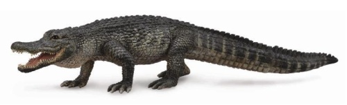Aligator amerykański, Collecta