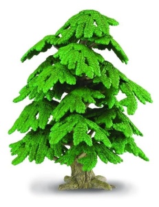 DRZEWO GINKO BILOBA, COLLECTA