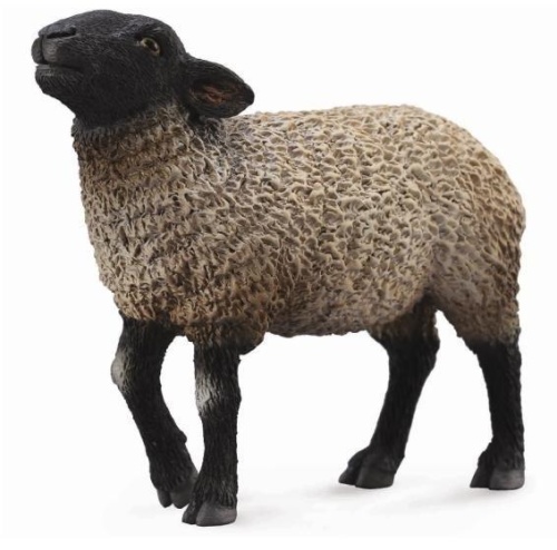 Owca Suffolk, Collecta