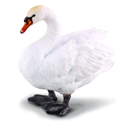 Łabędź niemy, Collecta