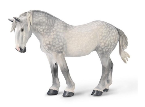 Klacz percheron siwa jabłkowita, Collecta