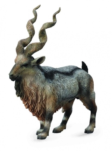 Rogacz Tadjik Markhor, Collecta