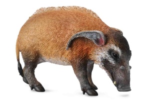 ŚWINIA RZECZNA, COLLECTA