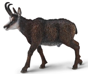 KOZICA PÓŁNOCNA, COLLECTA